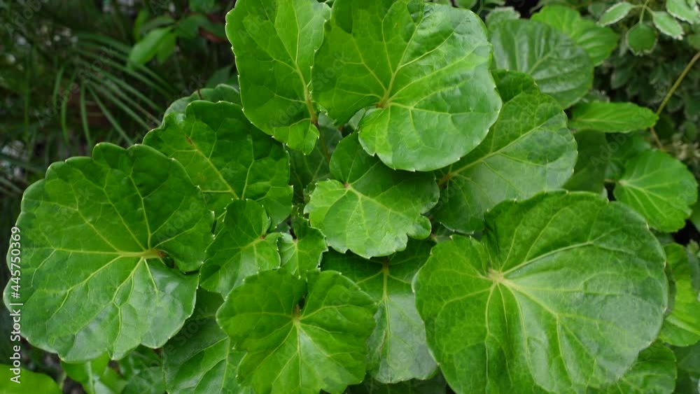 Spherical shape green leaf background is seen from above. Green leaves pattern swaying in the wind. Green leaves pattern background. 4k video. Spherical shape green leaf background is seen from above. Green leaves pattern swaying in the wind. Green leaves pattern background. 4k video.