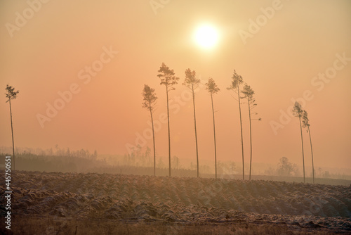 Obraz na plátně the rising sun over the surviving trees