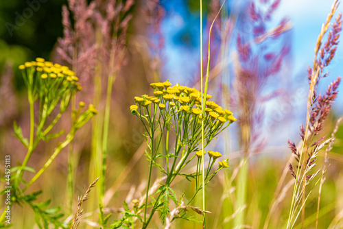 Beautiful flowers on a sunny day in a forest near Moscow - the nature of Russia.