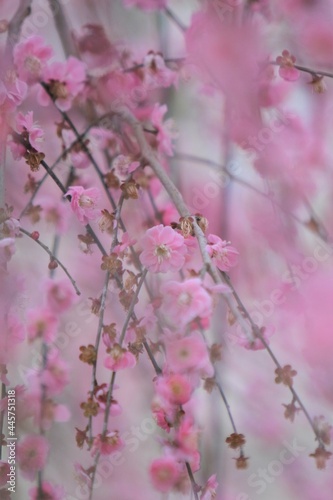 癒しの梅の花