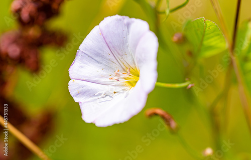Beautiful flowers on a sunny day in a forest near Moscow - the nature of Russia.