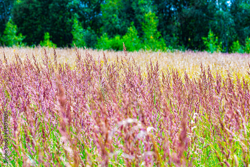 Beautiful flowers on a sunny day in a forest near Moscow - the nature of Russia.