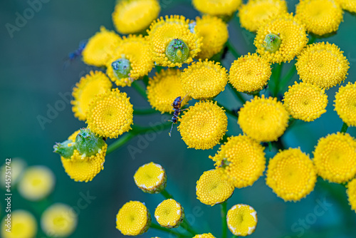 Beautiful flowers on a sunny day in a forest near Moscow - the nature of Russia.