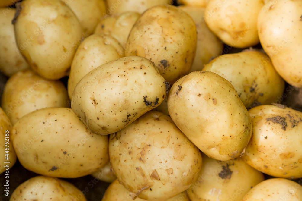 The concept of growing food. Fresh organic new potatoes in a farmer's field. A rich harvest of tubers on the ground. The concept of growing food. Fresh organic new potatoes in a farmer's field. A rich harvest of tubers on the ground.