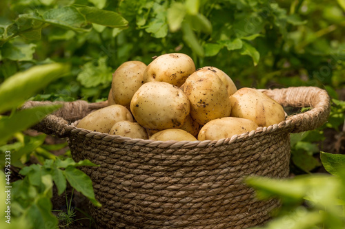 The concept of growing food. Fresh organic new potatoes in a farmer s field. A rich harvest of tubers in a wicker basket.