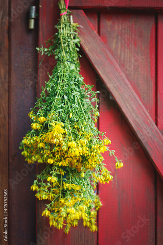 Bunch of St John`s wort herbs drying on an old window. Fresh herbs prepared for drying. Traditional medicine and herbal medicine, selective focus