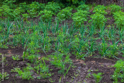 Vegetable backyard garden. Young onion, lettuce, onions, carrot and parsley in vegetable permaculture cultivation. Eco-friendly backyard garden.