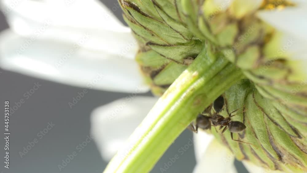 Macro. Insects, ants. Ant guard and tickle with their antennae of aphid