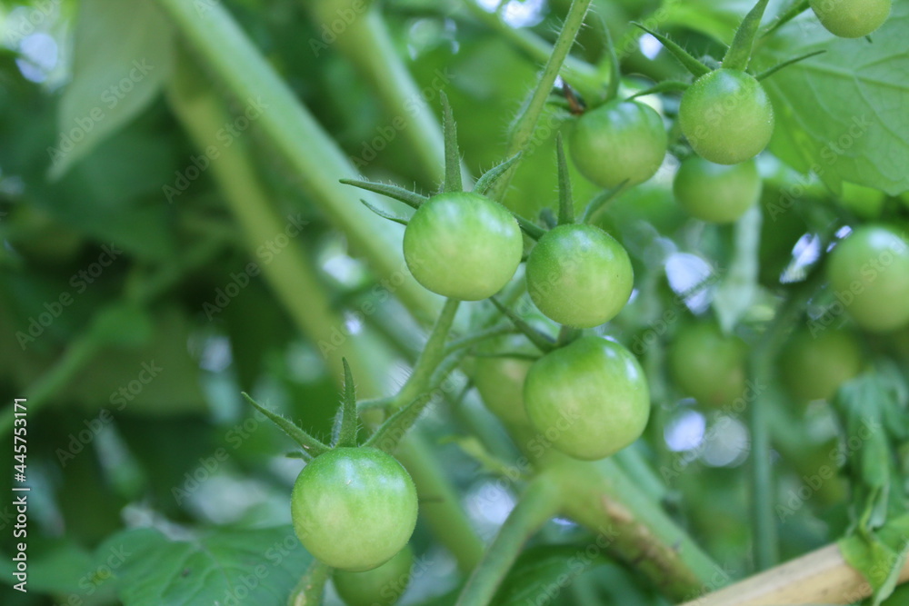 Green unripe cherry tomatoes growing on a plant in a garden on a sunny day Green unripe cherry tomatoes growing on a plant in a garden on a sunny day