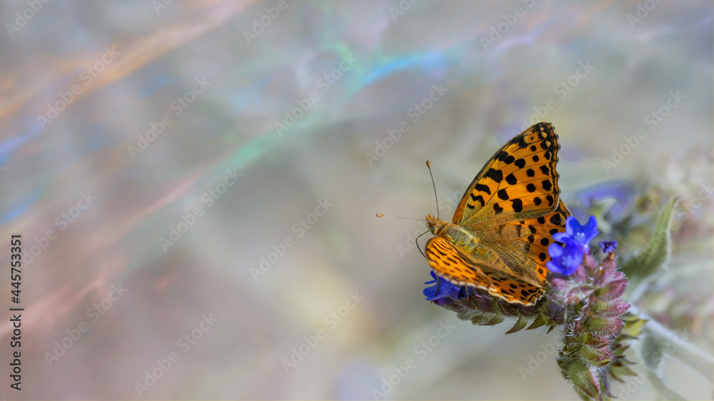 Obraz premium Queen of Spain fritillary butterfly (Issoria lathonia) ready to fly on small blue flowers of common bugloss (Anchusa officinalis) on colorful abstract blurred background.
