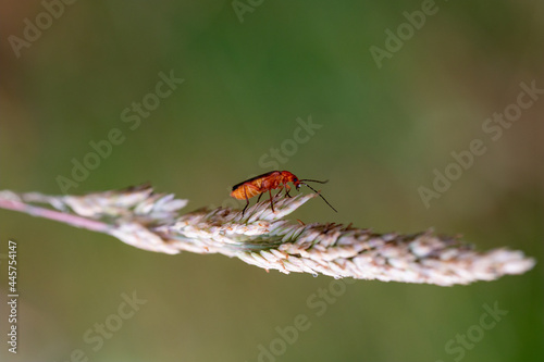 Piccolo insetto rosso sopra uno stelo di erba. Coleottero in natura in biotopo. photo