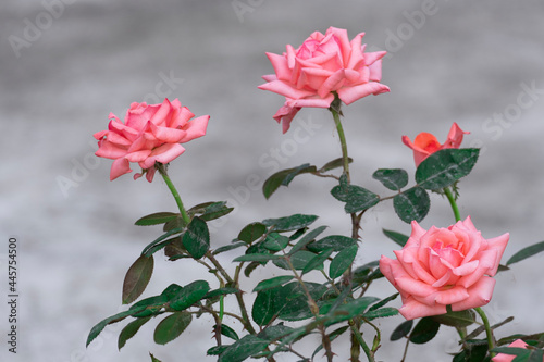 beauty soft group pink rose abstract shape with green leaves in botany garden. symbol of love in valentine day. soft fragrant aroma flora.