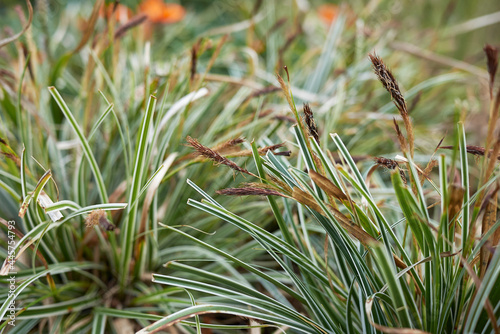 Carex oshimensis