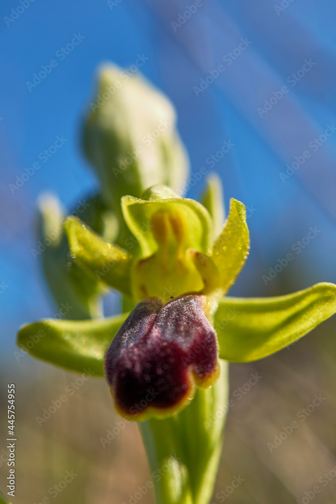 Naklejka premium Ophrys fusca