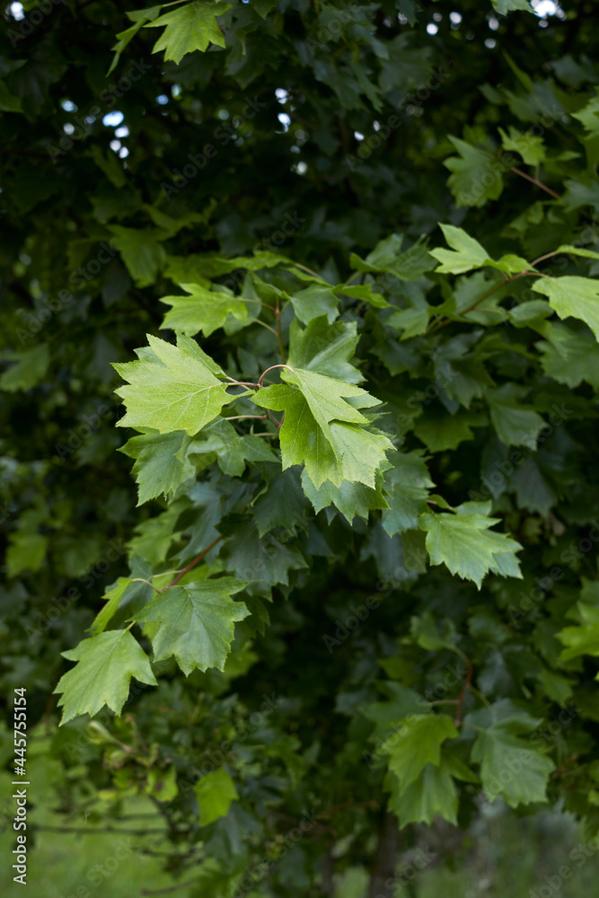Sorbus torminalis Sorbus torminalis