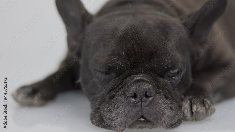 A french bulldog resting A french bulldog resting