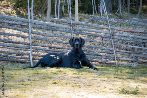 Great Dane with wood fence in the background