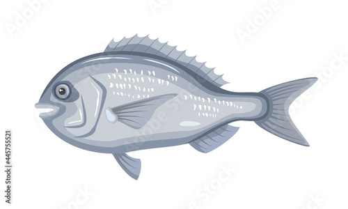 Dorado fish on white background  seafood.