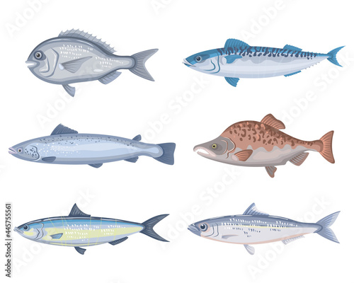 Set of different cartoon fish on a white background.