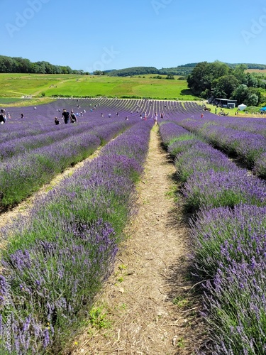 Lavender lield U.K.