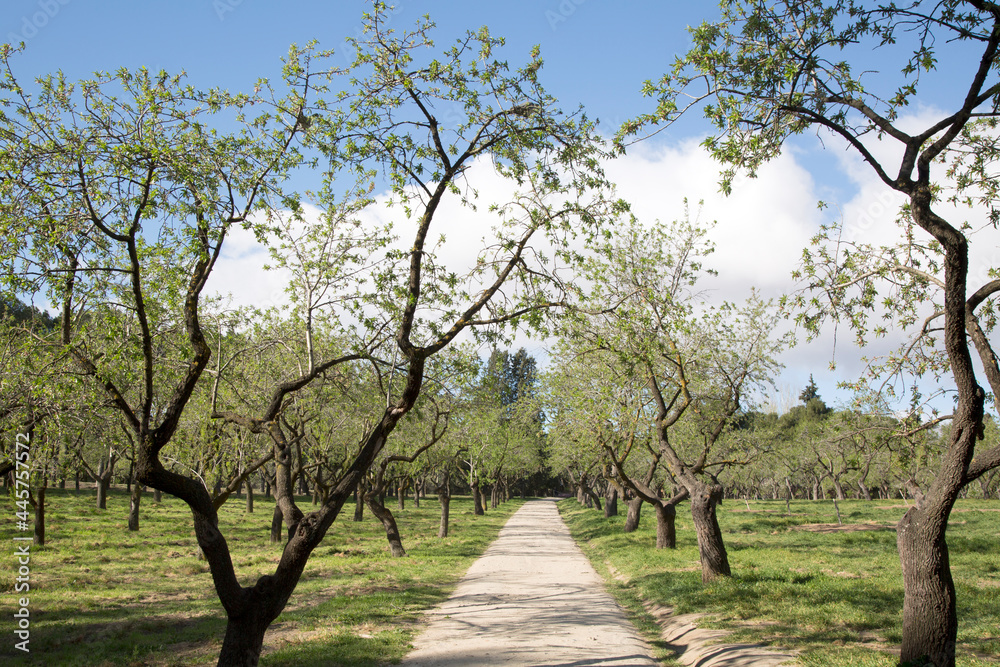 Almond Trees in Quinta de los Molinos Park; Madrid Almond Trees in Quinta de los Molinos Park; Madrid