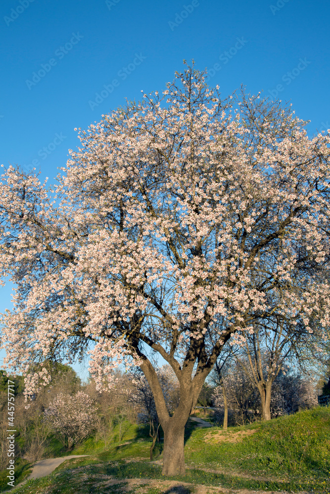 Almond Tree in Blossom, Dehesa de la Villa Park, Madrid Almond Tree in Blossom, Dehesa de la Villa Park, Madrid