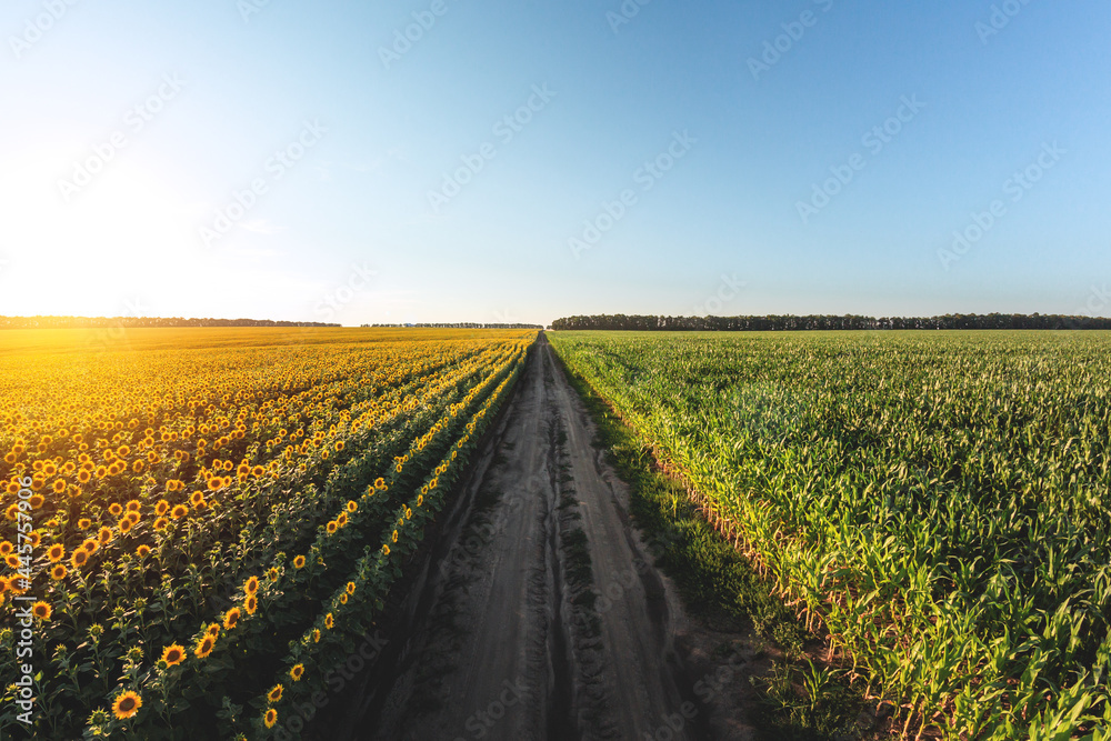 Blooming sunflowers and a cornfield are separated by a dirt road. Large agricultural fields of sunflowers and corn at sunset