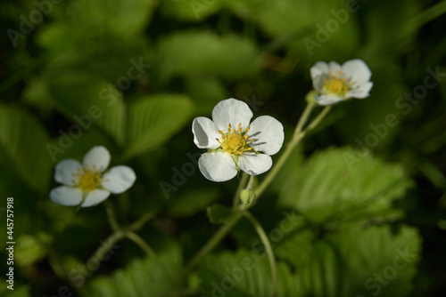 Three diagonal strawberry flowers. The central flower is the sharpest on a blurred green background.