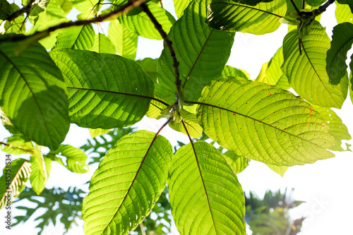 Mitragyna Speciosa Korth (Kratom) Plant Medicine