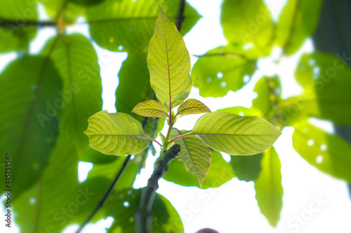 Mitragyna Speciosa Korth (Kratom) Plant Medicine
