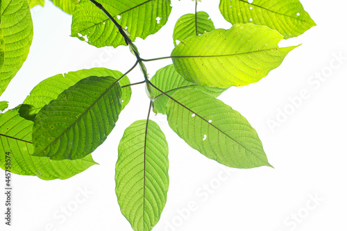 Mitragyna Speciosa Korth (Kratom) Plant Medicine