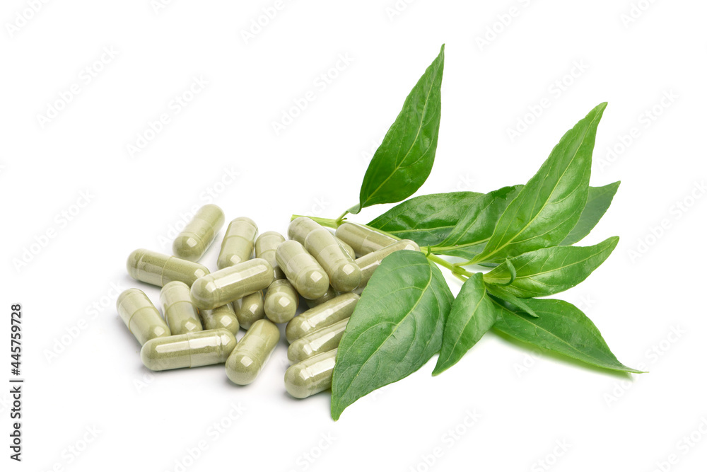Andrographis paniculata capsules with fresh leaf isolated on white background. Andrographis paniculata capsules with fresh leaf isolated on white background.
