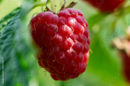 Red juicy berry raspberry close-up. Macro photography