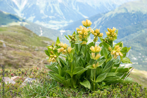 spottet yellow gentian in alpine landscape photo