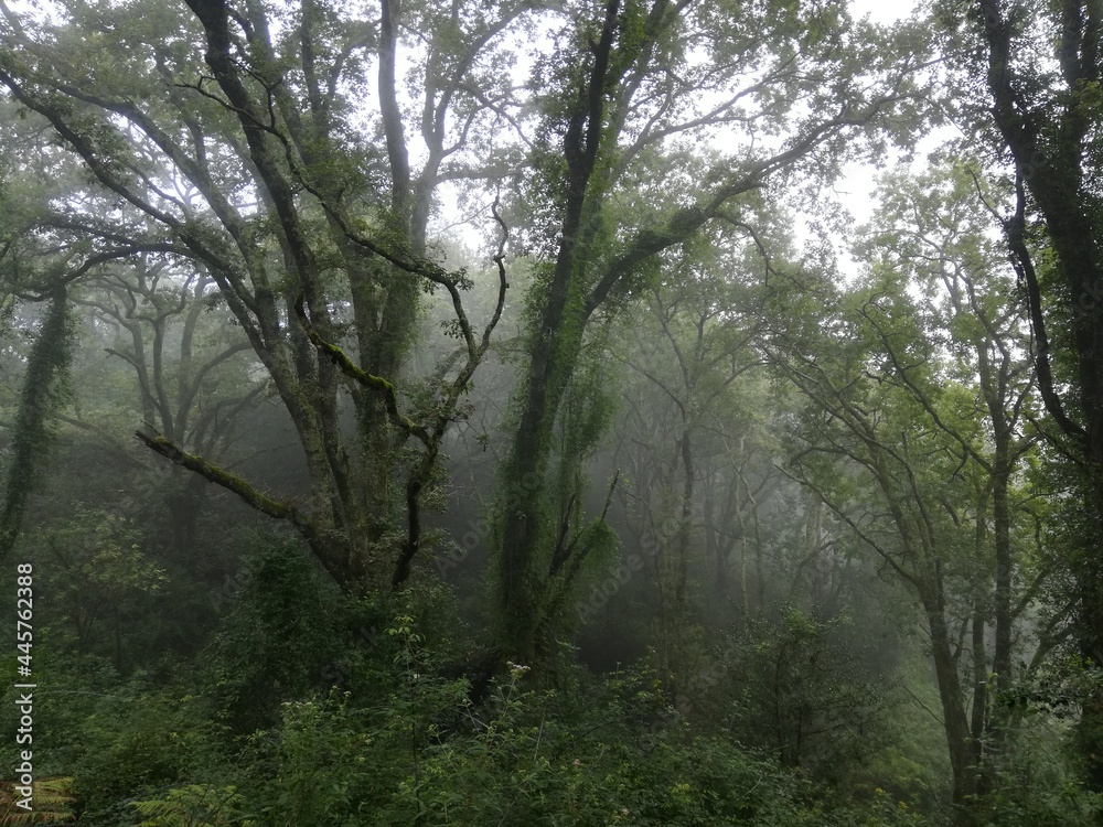 Arbre baignant dans la brume