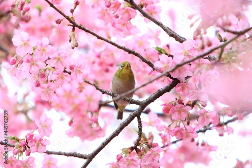 癒しの梅の花（初春の花）