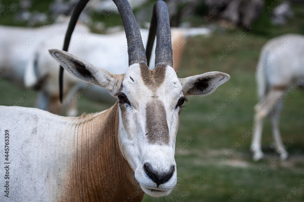 Portrait of a scimitar oryx, Antelope moving an ear Portrait of a scimitar oryx, Antelope moving an ear