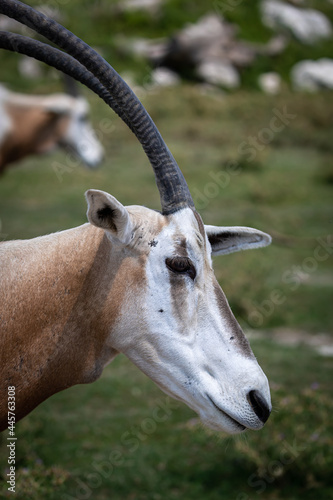 Portrait of a scimitar oryx