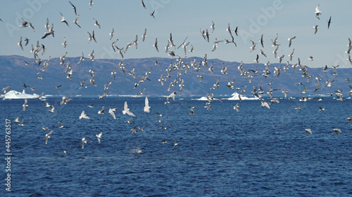 flock of seagulls in the icebergs, Ilulissat Icefjord, Illulissat, Greenland