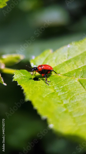 red black bug leaf macro © Jennifer