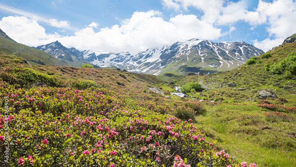 Durrboden at the end of Dischma valley, blooming alp roses and glacier mountains, switzerland