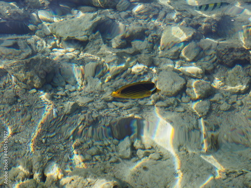 ryba woda tektura piasek słońce fala