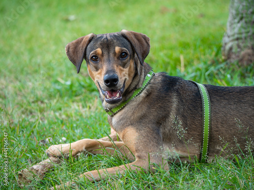 Happy Dog Playing with A Wooden Stick in the Green Grass of the Park