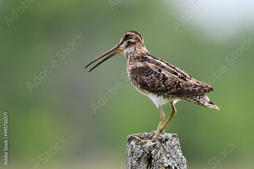 Fotografie, Obraz Wilson's Snipe sits perched on a fence post in an agricultural field