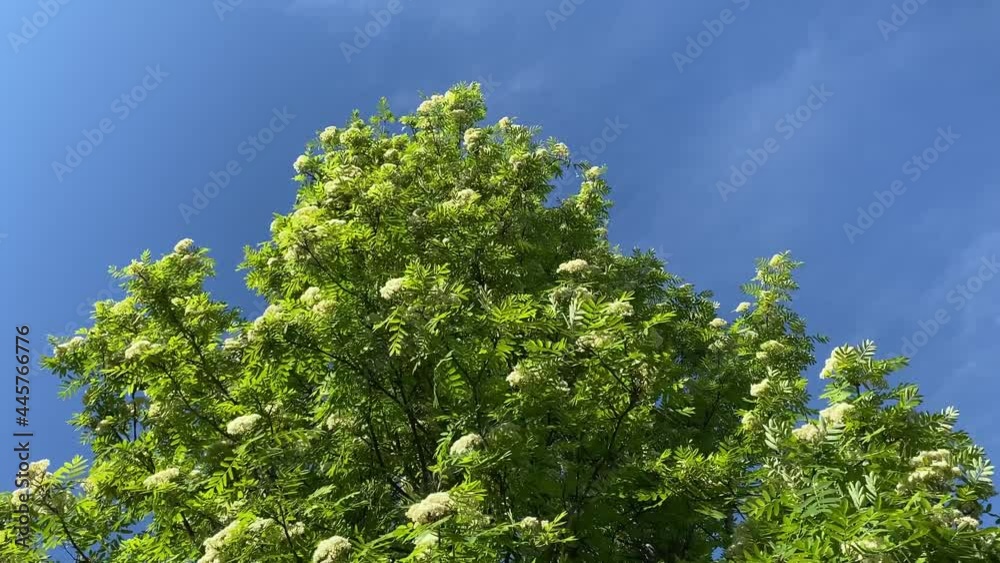 Green rowan leaves on flowering branches In summer Green rowan leaves on flowering branches In summer