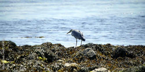great heron