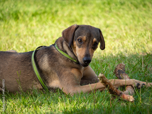 Happy Dog Playing with A Wooden Stick in the Green Grass of the Park