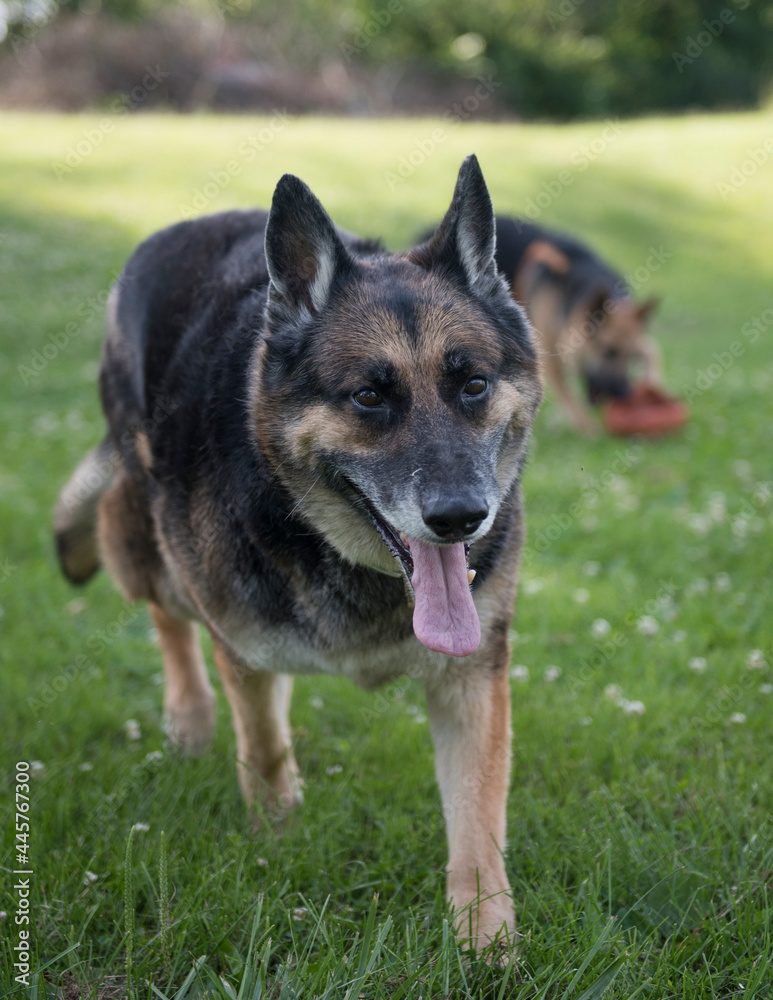 german shepherd dog