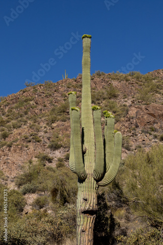 Saguaro that looks like it has a face