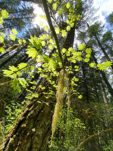 forest in the morning